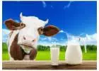 Get Pure Gir Cow Milk Delivered to Your Home in Ahmedabad