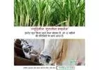 Silage Manufacturers in India