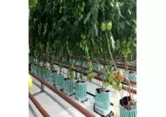RIOCOCO offers an eco-friendly way of aquaculture with coconut fiber hydroponics 