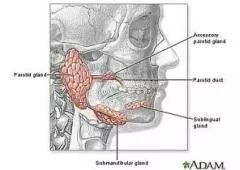 Salivary Gland Tumor