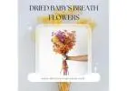 Naturally dried Baby's Breath Flowers | Whispering Homes