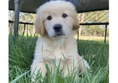 Golden Retriever Puppies for Sale Melbourne