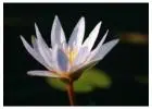 Know How to Plant a Water Lily - A Step-by-Step Guide