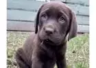 Labrador Retriever Puppies for Sale Melbourne,